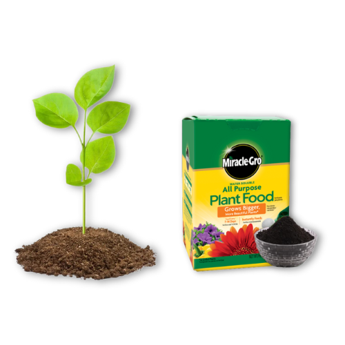 Plant a tree with manure